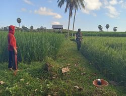 Dukung Ketahanan Pangan, Babinsa Bantu Petani Penyemprotan Tanaman Padi