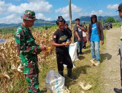 Babinsa Koramil 1407-10/Ponre Komsos Dengan Petani jagung dengan warga binaan