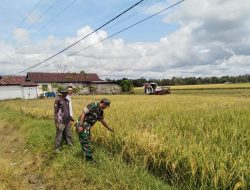 Babinsa Koramil 1407-21/Palakka, Dampingi Petani Padi Tingkatkan Produksi