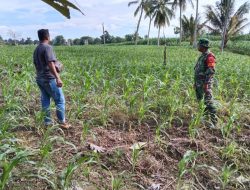 Tingkatkan Ketahanan Pangan, Babinsa Ulaweng Dampingi Petani Desa Mattaro Purae Pantau Perkembangan Jagung