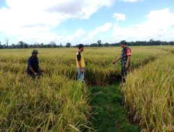 Cek Langsung Perkembangan Padi, Babinsa Koramil 12/Cina Optimis Sukseskan Hanpangan