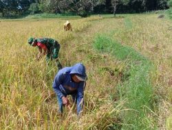 Dukung Program Ketahanan Pangan Nasional, Babinsa Kahu Bantu Petani Panen Padi