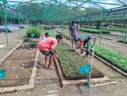 Dukung Dan Motivasi, Babinsa Tonra Dampingi Warga Binaan Dalam Pembibitan Coklat Dan Kayu Bitti