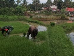 Wujudkan TNI Manunggal, Babinsa 04 Tellusiatinge Bantu Petani Desa Patanga Tanam Padi