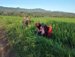 Tingkatkan Ketahanan Pangan, Babinsa Kel. Ceppaga Ramil 14/Libureng Dampingi Warga Rawat Tanaman Padi