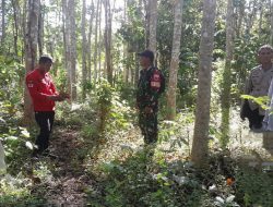 Jaga Kelestarian Hutan, Babinsa Ponre Bersama Dinas Terkait Laksanakan Patroli Terpadu Cegah Kebakaran