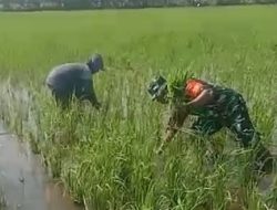 Babinsa Manciri Koramil 01/Ajangale Melaksanakan Pendampingan Sukseskan Hanpangan Di Wilayah Binaan