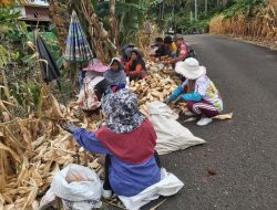Babinsa Barakkae Koramil 08 Lamuru Laksanakan Pendampingan Giat Panen Jagung 