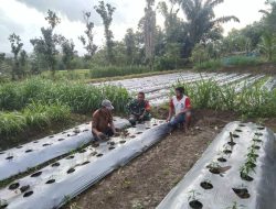 Babinsa Koramil 18 Kajuara Dampingi Petani Cabe Di Wilayah Binaan