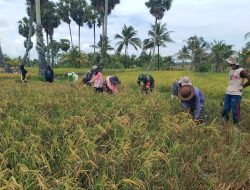 Wujud Dukungan TNI Terhadap Ketahanan Pangan, Babinsa Tellusiatinge Dampingi Petani Panen Padi