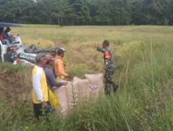 Bentuk Perhatian Kepada Petani Di Desa Binaan, Babinsa Mare Dampingi Panen Padi Gunakan Mesin Combine