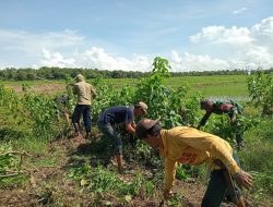 Bersama Warga Desa Usto, Babinsa Koramil 15/Mare Lakukan Pembersihan Jalan Usaha Tani