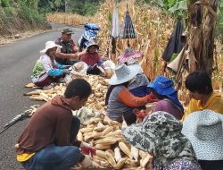 Babinsa Lamuru Turut Serta Membantu Warga Binaan Desa Barakkae Panen Jagung