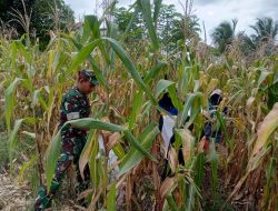 Babinsa Pos Ramil Amali Koramil 05/Ulaweng Bantu Warga Panen Jagung