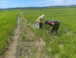 Maksimalkan Pertumbuhan Tanaman Padi, Babinsa Koramil Dua Boccoe Bantu Petani Bersihkan Gulma