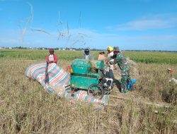 Babinsa Mattampae Koramil 10/Ponre Membantu Petani Merontokkan Padi