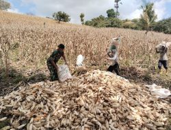 Babinsa Pos Ramil Amali Koramil 05/Ulaweng Bantu Warga Angkut Hasil Panen Jagung