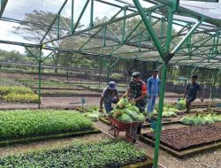 Wujudkan Ketahanan Pangan, Babinsa Gariccing Koramil 16/Tonra Dampingi Petani Semai Tanaman Cabai