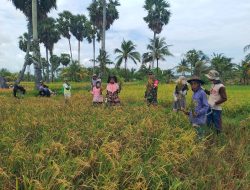 Wujud Dukungan TNI Terhadap Ketahanan Pangan, Babinsa Koramil 04/Tellusiatinge Dampingi Petani Panen Padi