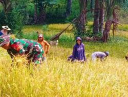 Wujudkan Keberhasilan Ketahanan Pangan, Babinsa Bontocani Dampingi Petani Panen Padi 