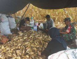 Babinsa Koramil 03/Cenrana Bantu Petani Binaan Desa Watu Panen Jagung