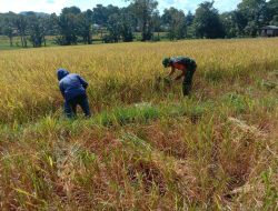 Penuh Semangat, Babinsa Kahu Bantu Petani Panen Padi Di Wilayah Binaan