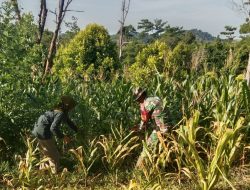 Babinsa Tonra Melaksanakan Pendampingan Kepada Petani Jagung Untuk Hanpangan