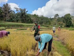 Semangat Gotong Royong, Babinsa Koramil 20/Bontocani Bantu Petani Desa Pammusureng Panen Padi