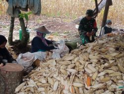 Babinsa Pallawa Rukka Koramil 05/Ulaweng Bantu Petani Desa Binaan Mengupas Jagung Pasca Panen