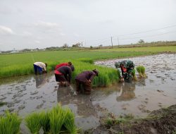 Pendampingan Hanpangan, Babinsa Padacenga Koramil 1407-02/Dua Boccoe Bersama Petani Percepat Tanam Bibit Padi