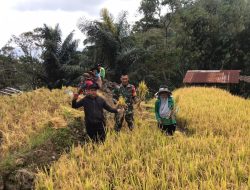 Babinsa Polewali Koramil 08/Lamuru Terjun Ke Sawah Bantu Petani Panen Padi