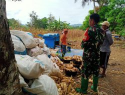 Babinsa Koramil 10/Ponre Komsos Dengan Petani Di Desa Bolli