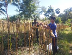 Babinsa Koramil 08/Lamuru Bantu Warga Desa Barakkae Panen Jagung