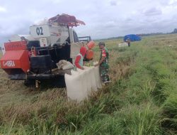 Menggunakan Traktor Modern, Babinsa Koramil 11/Barebbo Dampingi Petani Panen Padi