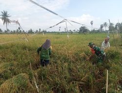 Sukseskan Ketahanan Pangan, Babinsa Labissa Koramil 01/Ajangale Bantu Petani Panen Padi