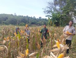 Capai Target Maksimal, Babinsa Kajuara Bersama PPL Mengambil Sampel Jagung (Ubinan) Di Desa Buareng