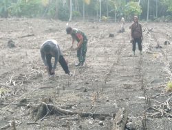 Dukung Program Nasional Terkait Hanpangan, Babinsa Ulaweng Bantu Petani Tanam Benih Jagung