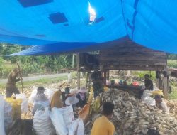 Babinsa Ulaweng Berikan Motivasi Kepada Petani Dan Bantu Kupas Kulit Jagung Usai Panen