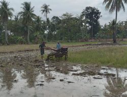 Gunakan Hand Traktor, Babinsa 01/Ajangale Bantu Petani Mengolah Sawah