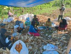 Pendampingan Hanpangan, Babinsa Koramil 15/Mare Bantu Warga Kupas Kulit Jagung Pasca Panen