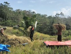 Jaga Ketahanan Pangan Di Wilayah Desa Swadaya, Babinsa Libureng Dampingi Petani Panen Padi