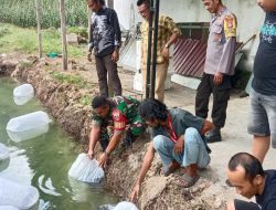 Tingkatkan Ketahanan Pangan Di Bidang Perikanan, Babinsa Barebbo Ikut Tabur Bibit Ikan Nila Di Kolam