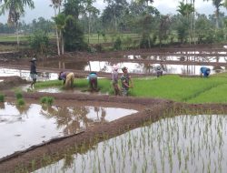 Babinsa Sebagai Mitra Petani: Siap Bantu Atasi Kesulitan Petani di Geumpang