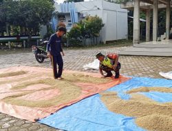 Babinsa Turun Tangan,Bantu Petani Jaga Mutu Padi Pasca Panen dan Kesejahteraan Petani Pidie Jaya