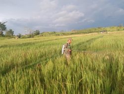 Babinsa koramil 03/Samate Melaksanakan Pendampingan Ketahanan Pangan Kepada Petani Padi