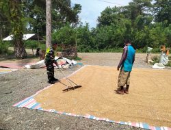 Babinsa bantu Petani Jemur Padi bersama Warga Masyarakat Desa Binaan