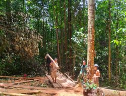 Satgas TMMD Reguler Ke-122 Kodim 1206/Putussibau Melaksanakan Proses Penyiapan Bahan Pembuatan Jembatan