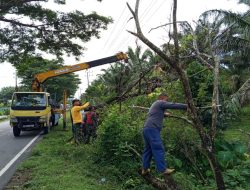 Dengan Sigap Babinsa Posramil Kuala Pesisir bersihkan Pohon Tumbang yang terkena Kabel Listrik dan Sebagian badan Jalan