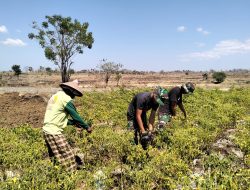 Anggota Satgas TMMD Ke 122 Kodim 1425 Jeneponto Non Fisik Bantu Masyarakat Panen Cabai di Bangkala