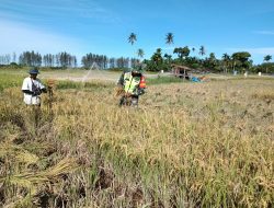 Babinsa Posramil Kuala Pesisir Bantu Petani Panen Padi di Desa Binaan
